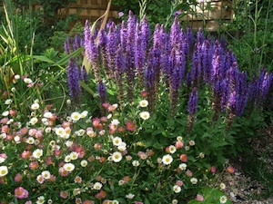 Salvia