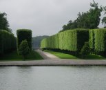 trees
