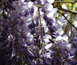 wisteria