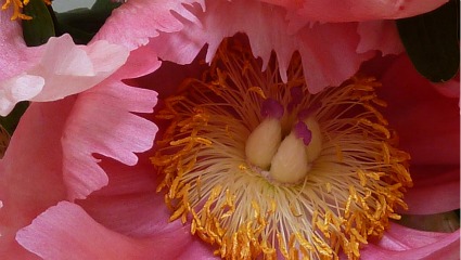 peonies