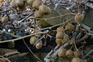 kiwi fruit