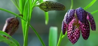 Fritillary