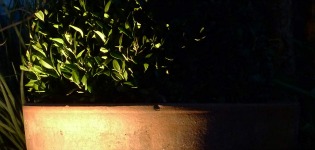 gardening