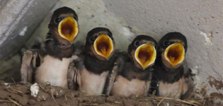 swallows