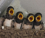birds