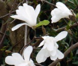 Magnolias