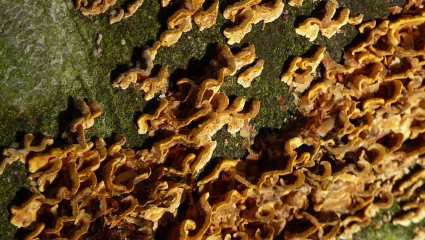 mycorhizzas