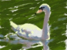 swan