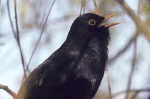 blackbird
