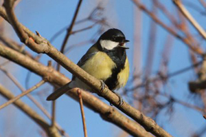 great tit