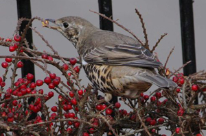 Mistle Thrush
