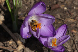 honeybees