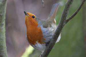 robin
