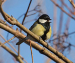 great tit
