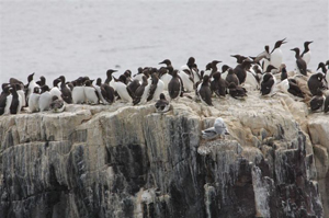 guillemots