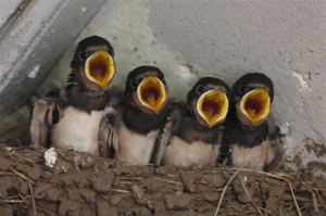 swallows