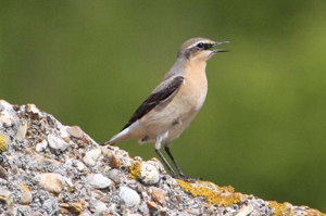 Wheatear