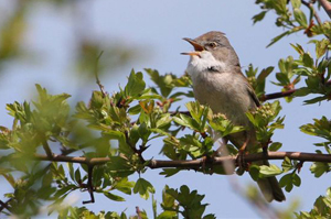 Whitethroat
