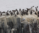 Guillemot