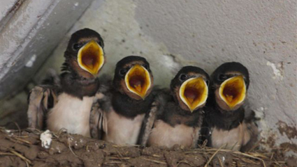 Swallows