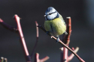 Blue tit