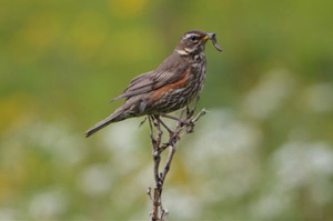 Redwing