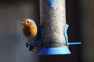 Robin