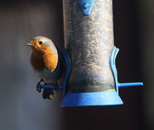 winter birds