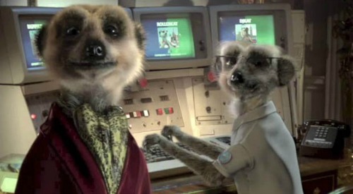 Meerkat aleksandr
