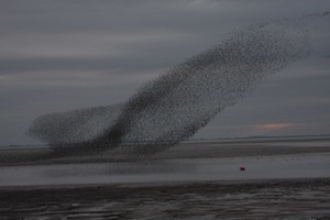 knot in estuary