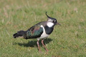 Lapwing