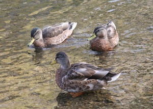 mallard
