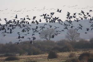 Birds migrating