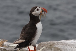 puffin