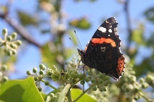 Red Admiral
