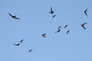 swifts