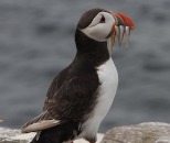 Puffin