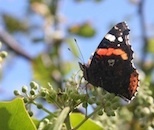 Autumn Wildlife