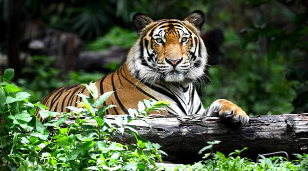 tiger charity gifts