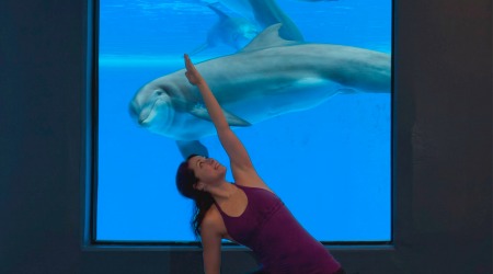 dolphin yoga