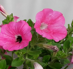 User post image