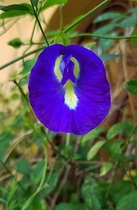User post image