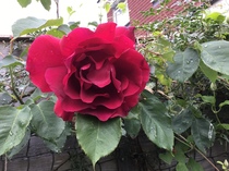 User post image