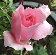 User post image