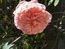 User post image