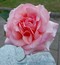 User post image