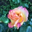 User post image