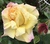 User post image