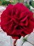 User post image