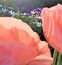 User post image